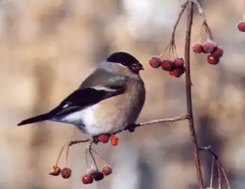 Русский попугай называется снегирь