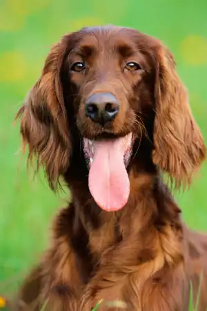 Ирландский сеттер