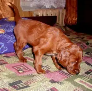 Ирландский сеттер