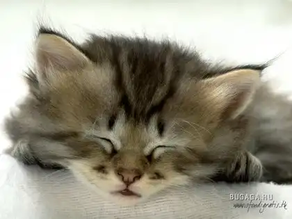 Миленькие усипусики :)