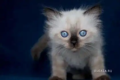 Миленькие усипусики :)