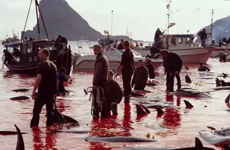 Бедные животные