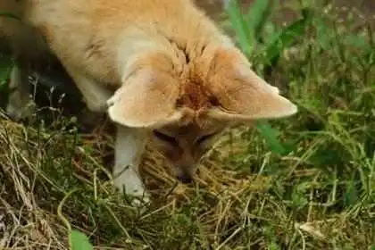 Фенек [зверь]