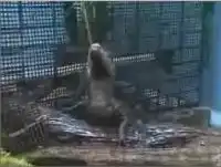 Поливание крокодила