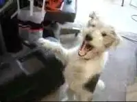 Собака сходит с ума ))