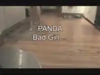 Что делают домашние питомцы пока хозяев нет дома