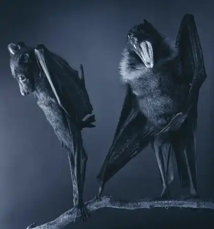 [Летучие мыши]
