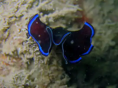 Турбеллярии (ресничные черви)