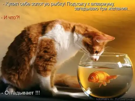 Смешные животные