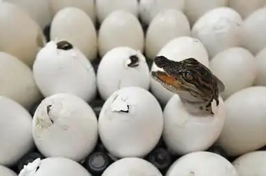 Десятка интересных фактов о жизни животных