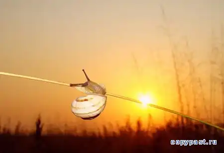 Солнечная пастораль