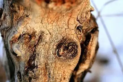 Природа может шутить по-черному