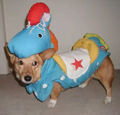 Интересно, что эти песики думают о своих хозяевах?