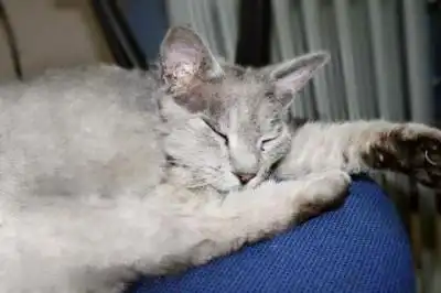 Звонки в ветеринарную клинику