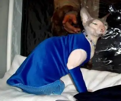 ОДЕТЫЕ КОШКИ