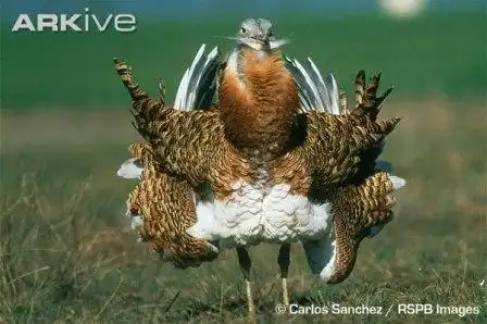 При виде красивых девушек мужчины начинают говорить умные слова