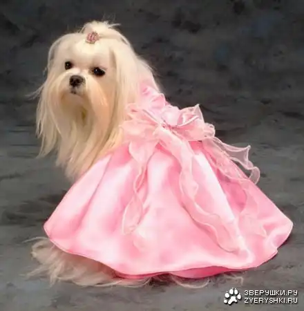 Модные собачки!