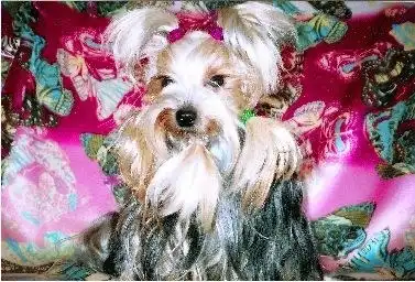 Модные собачки!