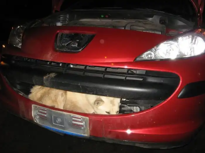 Собака, перехитрившая смерть