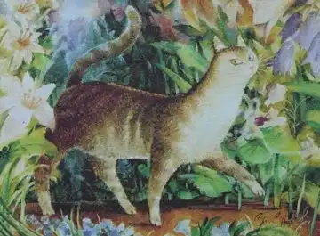 Котомания от Владимира Румянцева