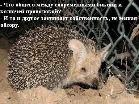 Ёжики и ёжикошедевры