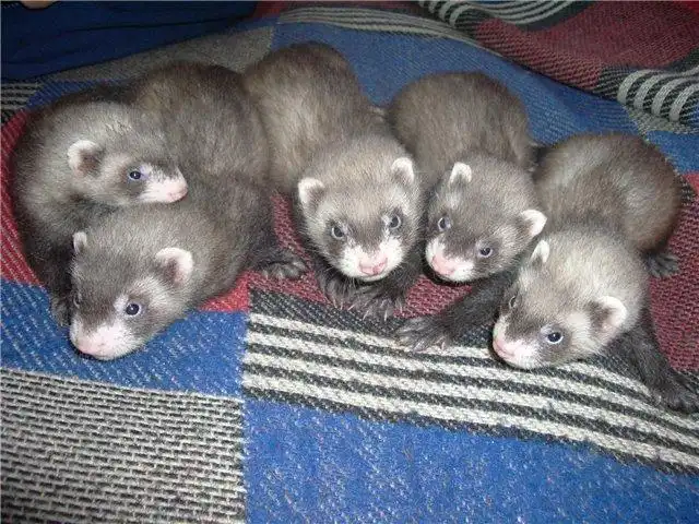 Авито лабытнанги животные. Авито лабытнанги животные. Авито лабытнанги животные. Услуги передержки цветов. Авито лабытнанги животные.