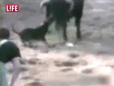 Собака спасла человека