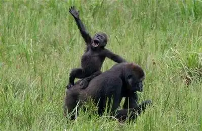 смешные зверюшки