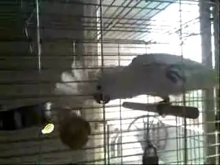 Попугай-металист