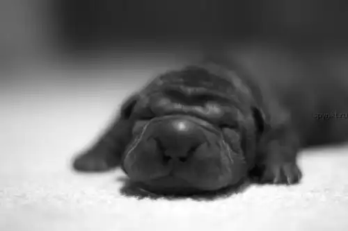 Шарпейчики