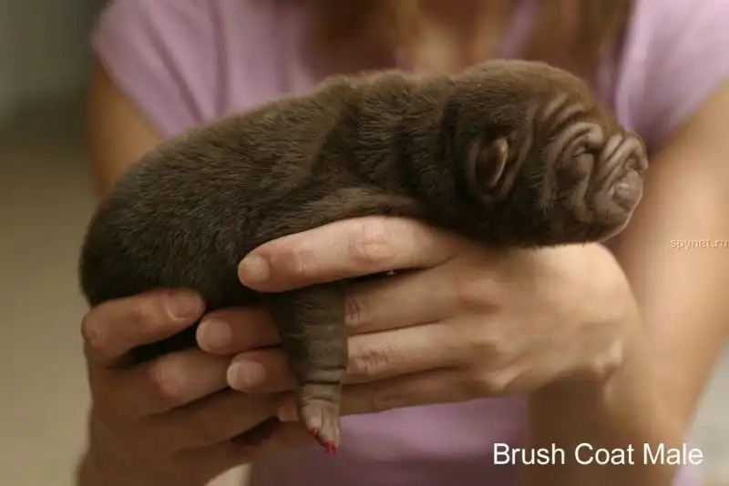 Шарпейчики