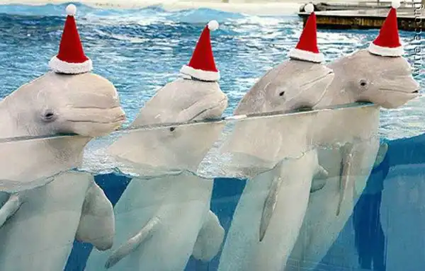 Симпатичные белуги