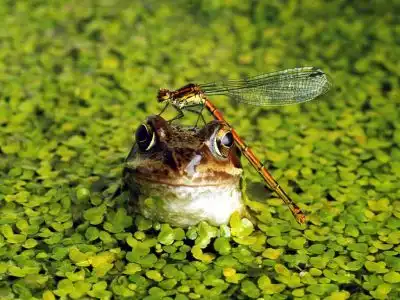 Позитивные зверушки.)