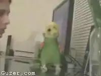 Позитив! Попугай - музыкальный самородок