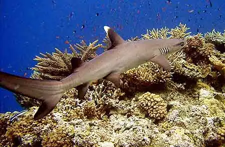 Позитивчик)))