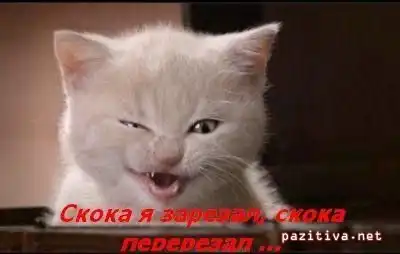 Приколы с котами