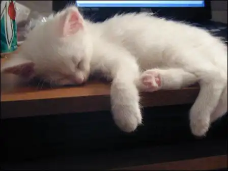 Позитивчик с котятами