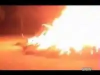 Еноты охотятся даже в костре