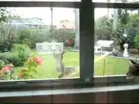 Кот против белки