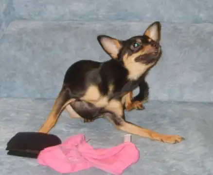 "Милая собачка"