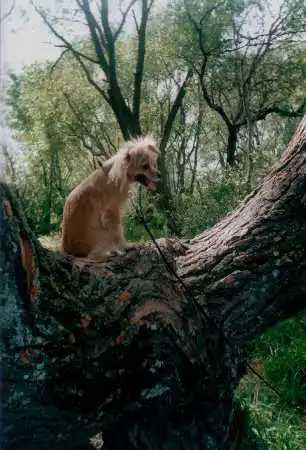 Русский той фотографии