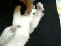 Классный котенок