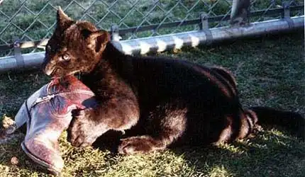 Пантерки :) (35 фото)