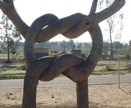 Живые деревья завязаны узлами в затерянном цирке