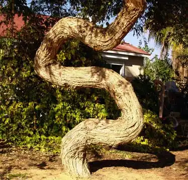 Живые деревья завязаны узлами в затерянном цирке