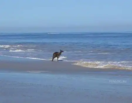 кенгуру тож любят морееееееееее