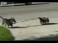 выгул собаки!