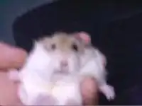 Классный маленький хомячок