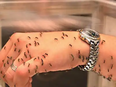 Кого из жителей планеты стоит опасаться после человека