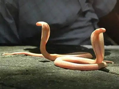 Кого из жителей планеты стоит опасаться после человека